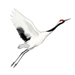 Fototapeta premium Hand drawn watercolor crane illustration, elegant Japanese red-crowned crane for celebration／鶴
