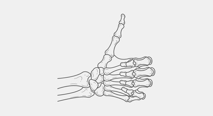 Obraz premium Human Hand Bones Anatomy Illustration.