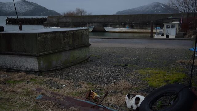 沖島を望む漁港で寒さに耐える猫 （滋賀県, 2026年1月）