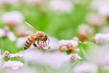クラピアの花畑と一匹のセイヨウミツバチ