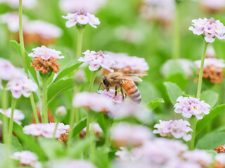 クラピアの花畑と一匹のセイヨウミツバチ