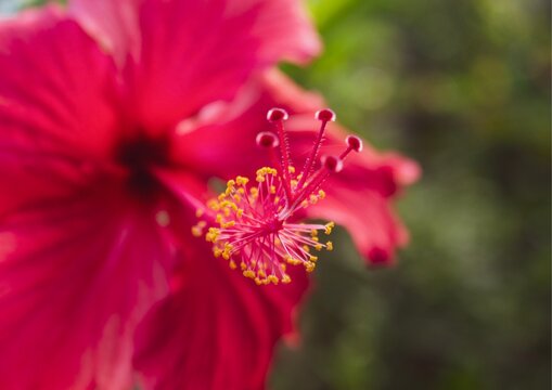 Close-up of the stigma and anthers of a red hibiscus flower