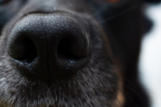 Hocico de perro