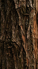 Obraz premium Detailed Tree Bark Texture