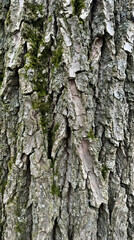 Obraz premium Tree Bark Texture