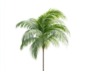 Obraz premium Isolated image of a small, lush palm tree with a slender brown trunk and green fronds