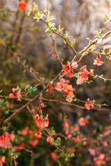 Blooming flowers on a branch in a garden during springtime near a sunny walkway