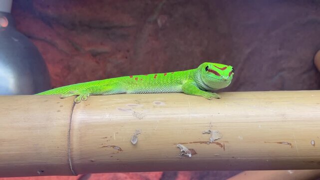 Ein TagGekko im Terarium, Portrait eines gr&uuml;nen Gekko.