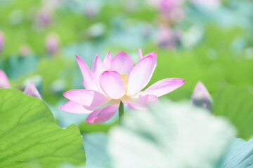 蓮田に咲く大輪のピンク色の蓮の花
