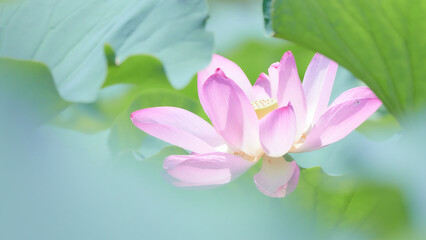 蓮田に咲く大輪のピンク色の蓮の花