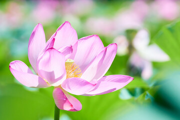 蓮田に咲く大輪のピンク色の蓮の花