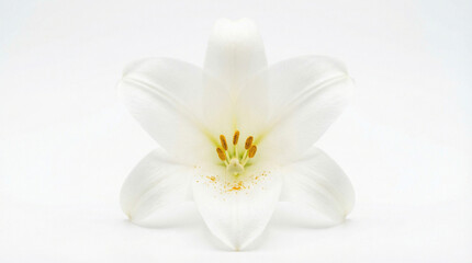 Obraz premium Elegant White Lily Flower Portrait with Pure White Petals and Visible Texture - Close-up Photo