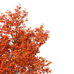 Autumn oak tree branch isolated on transparent background. Deciduous tree branch with fall leaves isolated transparent background. Autumn tree leaves isolated white background. Autumn plant leaves PNG
