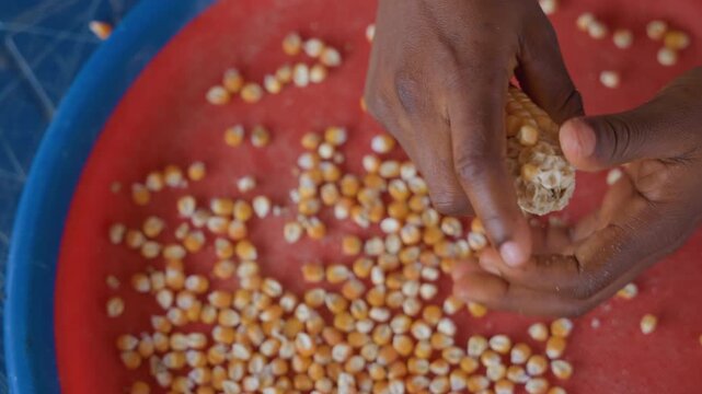 Black hands shelling maize kernels, intimate closeup of dexterous fingertips on red tray, domestic house chore and home cook preparation, tactile sorting and careful cleaning for meal or seed