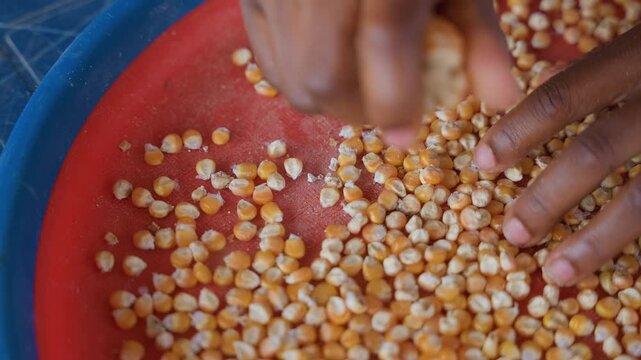Black hands sorting corn kernels on red tray, household helper methodically separates and inspects grains, calm rhythm of domestic prep, closeup of yellow kernels and textured surface inside house.
