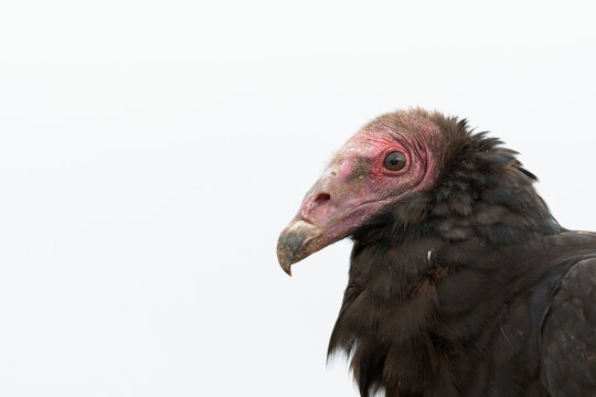 Turkey vulture (Cathartes aura) close up portrait with clean background, South American scavenger bird