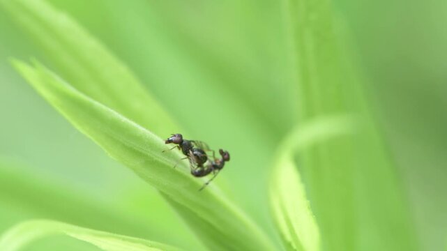 A pair of Signal flies , Rivellia species mating on a green leaf in Minnesota
