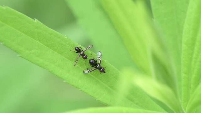 Mating ritual of a pair of Signal flies , Rivellia species on a leaf