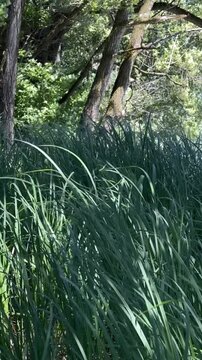 Thick patch of tall green grass Switchgrass moving with the wind, vertical video format