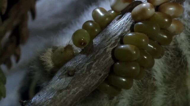 Close-up of jade beads on a wooden branch with soft fur