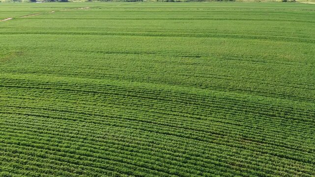 Drone tour of a peanut farm 8