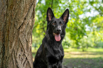Close up portrait of a black shepherd dog beside a tree trunk, mouth open with tongue out and bright eyes, upright ears against soft green park bokeh in warm afternoon light showing shiny coat © Masarik