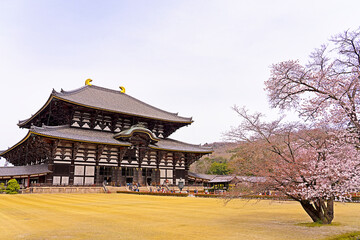 東大寺と桜