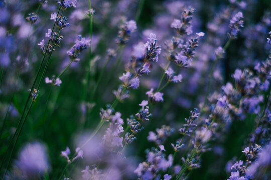 lavender