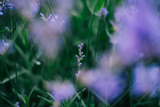 nature