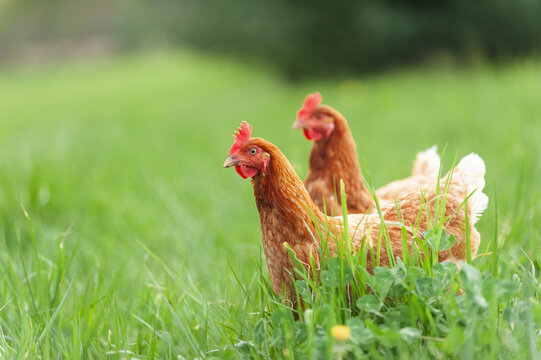 Chickens free ranging in the grass in the summer.