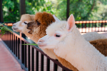 Alpaca Trio in Harmony: Three gentle alpacas with their fluffy fleece stand harmoniously together. capture the spirit of friendship and shared tranquility, and natural charm © pichet