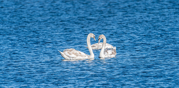 Two white mute swans (Cygnus olor) swimming on a calm lake in the Plothener Teiche area in Thuringia, Germany. The peaceful wetland landscape with natural reflections on the water.
