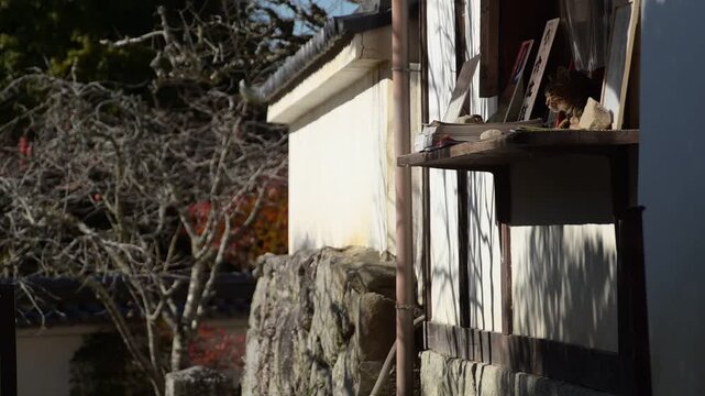 長岳寺の拝観受付窓口でひなたぼっこするトラ猫（奈良県天理市, 2025年12月）