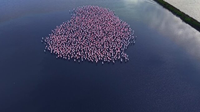 A vast flock of flamingos floats elegantly on the calm waters of a lake, creating a stunning pink silhouette against the sunset, embodying nature's beauty and tranquility.
