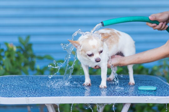 The dog is being bathed. Cleaning up a cute pet. Blurry, soft focus, spot focus, shallow depth of field.