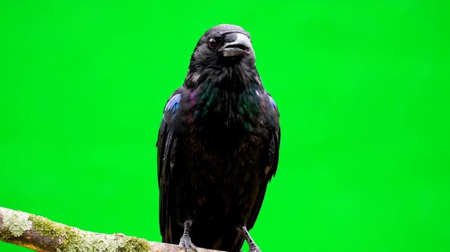 A majestic crow cawing loudly and looking alert, isolated on a green screen animal sound, avian, symbolic