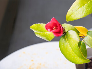 冬空に凛と咲く、深紅の侘助と和の心