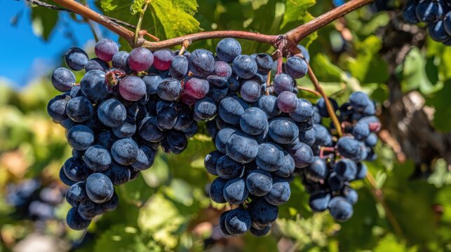 Deep violet grapes clustering together on a vine, showing plumpness and ripe freshness in a vineyard setting