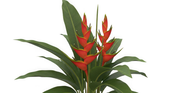 Vibrant Heliconia Plant with Red Flowers and Green Leaves Isolated