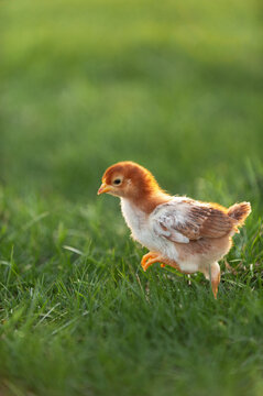 baby chicken in grass