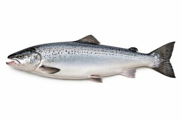 Atlantic salmon fish isolated on light background realistic seafood species marine biology concept