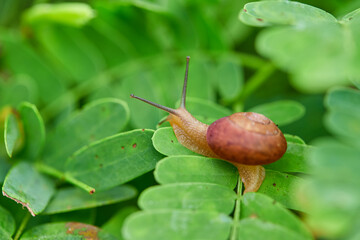 Snail crawling on a vibrant green leaf in a garden