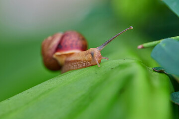 Snail crawling on a vibrant green leaf in a garden
