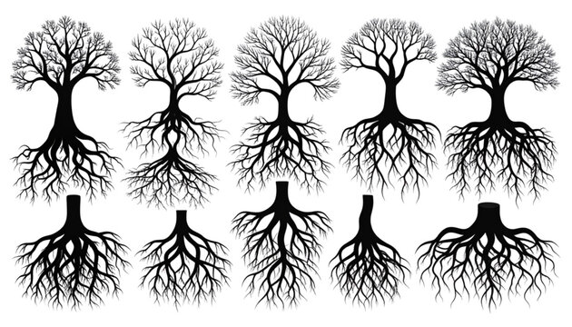 Illustrations of diverse tree root systems and their underground structures isolated on transparent background