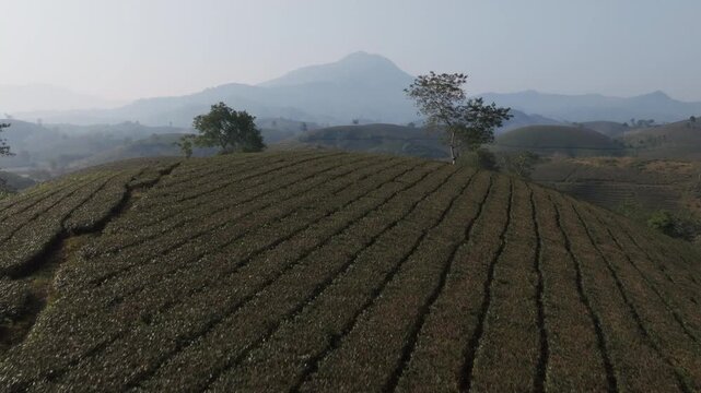 Drone pan over a tea hilltop with textured rows and a single tree, facing distant peaks in Long Coc, Phu Tho, Vietnam.