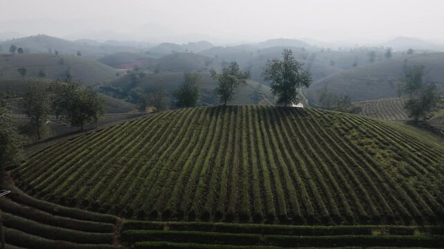 Wide drone view over tea terraces and hill patterns with trees and haze in the distance, Long Coc, Phu Tho, Vietnam.
