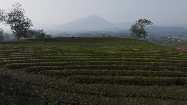Low drone shot above tea field rows on a hilltop with trees and hazy mountain layers in Long Coc, Phu Tho, Vietnam.