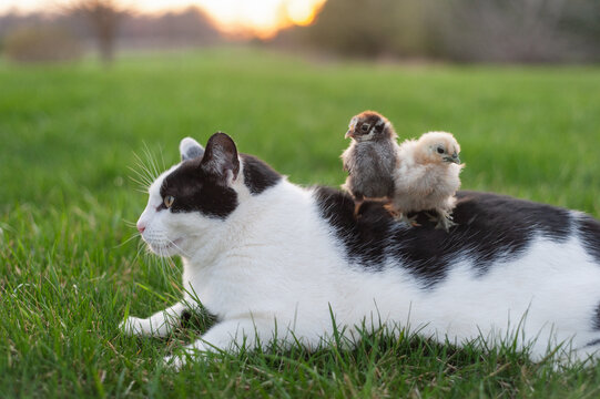 Two baby chicks standing on a cats back while laying in the grass. 