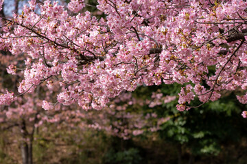 満開の河津桜のクローズアップ