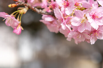 Obraz premium 満開の河津桜のクローズアップ